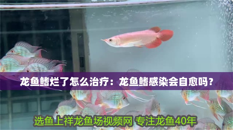龍魚鰭爛了怎么治療：龍魚鰭感染會自愈嗎？