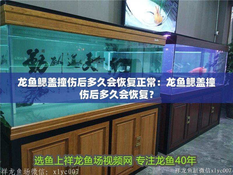 龍魚鰓蓋撞傷后多久會恢復正常：龍魚鰓蓋撞傷后多久會恢復？