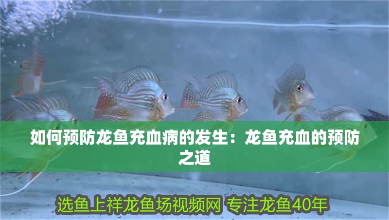 如何預防龍魚充血病的發生：龍魚充血的預防之道