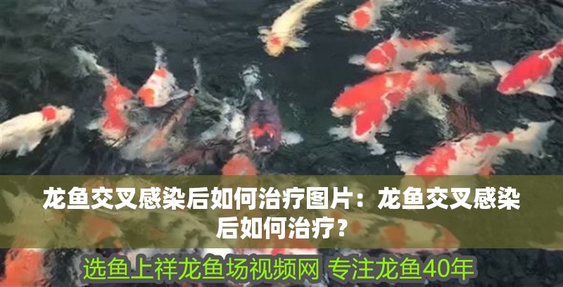 魚缸過濾器選購指南:自制魚缸過濾器魚缸上置過濾器對于養魚愛好者的必備知識 龍魚交叉感染后如何治療圖片:龍魚交叉感染后如何治療? 水族問答 龍魚交叉感染后如何治療圖片:龍魚交叉感染后如何治療? 龍魚交叉感染后如何治療圖片:龍魚交叉感染后如何治療? 水族問答