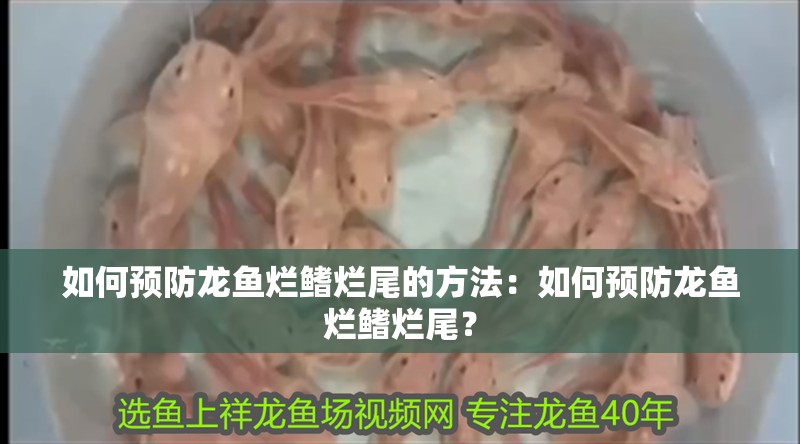 如何預防龍魚爛鰭爛尾的方法：如何預防龍魚爛鰭爛尾？