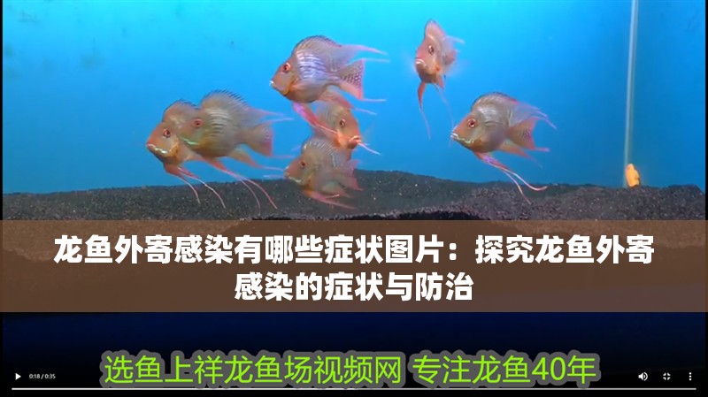 龍魚外寄感染有哪些癥狀圖片：探究龍魚外寄感染的癥狀與防治