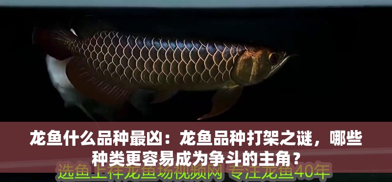 龍魚什么品種最兇：龍魚品種打架之謎，哪些種類更容易成為爭斗的主角？