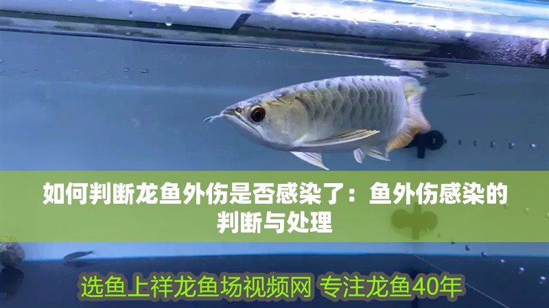 如何判斷龍魚外傷是否感染了：魚外傷感染的判斷與處理
