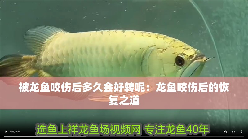被龍魚(yú)咬傷后多久會(huì)好轉(zhuǎn)呢：龍魚(yú)咬傷后的恢復(fù)之道