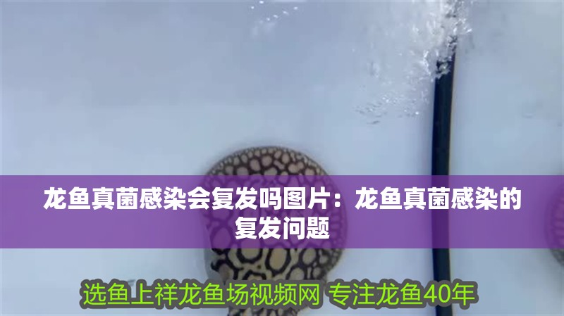 龍魚真菌感染會復發嗎圖片：龍魚真菌感染的復發問題