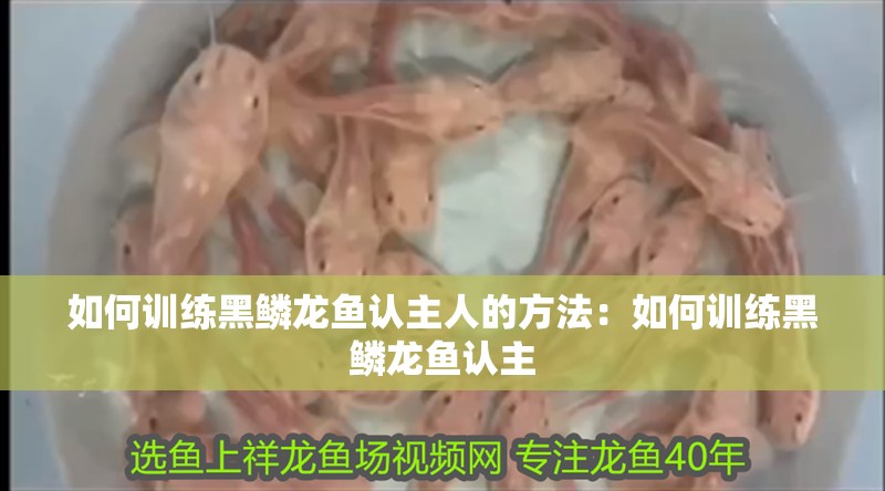 如何訓(xùn)練黑鱗龍魚認(rèn)主人的方法：如何訓(xùn)練黑鱗龍魚認(rèn)主