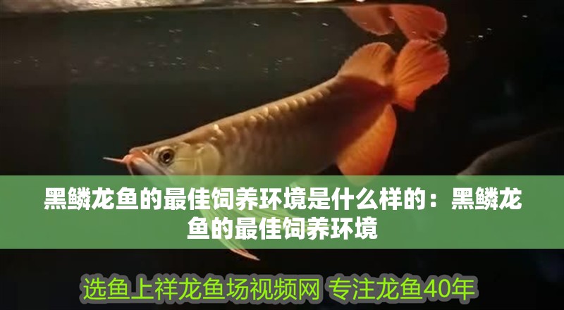 黑鱗龍魚的最佳飼養(yǎng)環(huán)境是什么樣的：黑鱗龍魚的最佳飼養(yǎng)環(huán)境