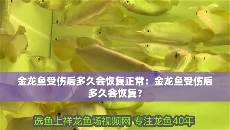 金龍魚受傷后多久會恢復(fù)正常：金龍魚受傷后多久會恢復(fù)？