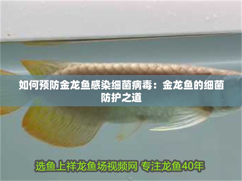 如何預(yù)防金龍魚感染細(xì)菌病毒：金龍魚的細(xì)菌防護(hù)之道
