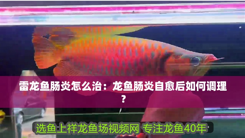 雷龍魚腸炎怎么治：龍魚腸炎自愈后如何調理？