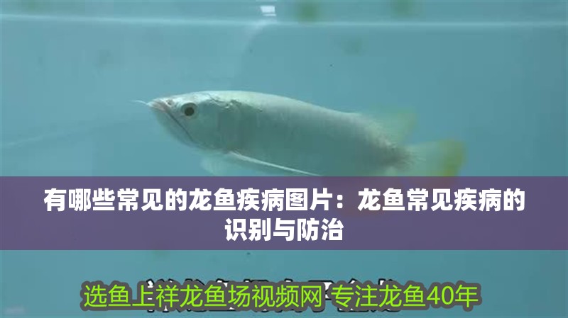 有哪些常見的龍魚疾病圖片：龍魚常見疾病的識別與防治