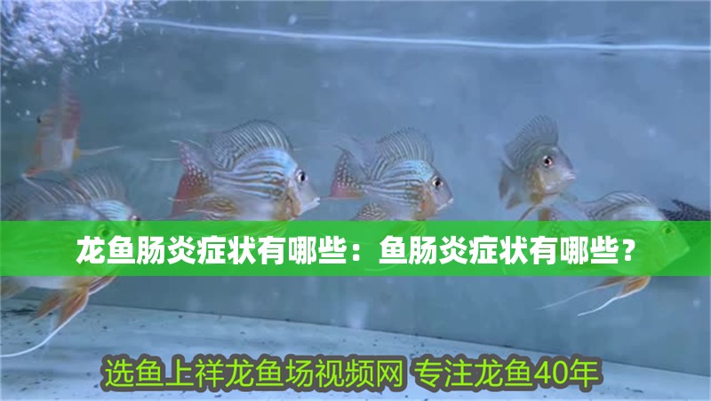 龍魚腸炎癥狀有哪些：魚腸炎癥狀有哪些？