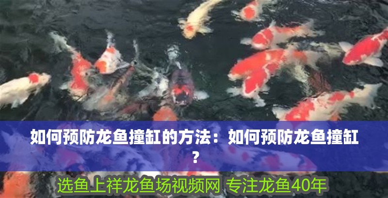 如何預防龍魚撞缸的方法：如何預防龍魚撞缸？