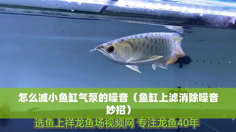 怎么減小魚缸氣泵的噪音（魚缸上濾消除噪音妙招）