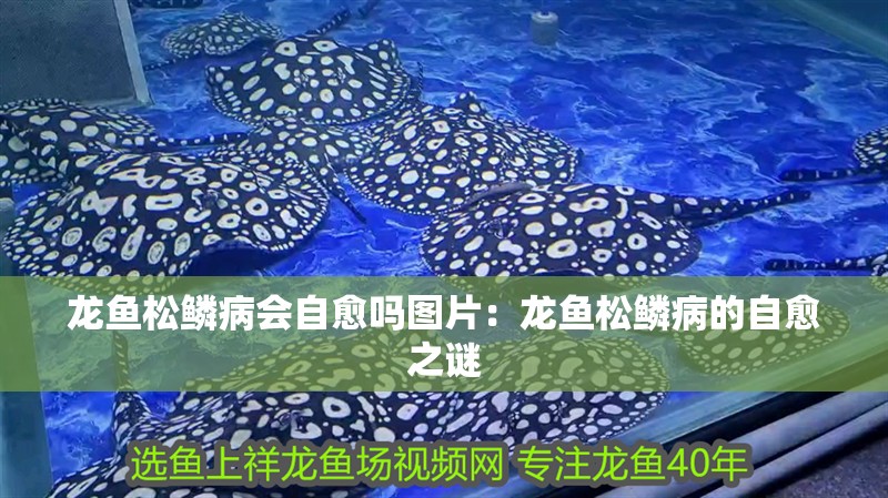 龍魚松鱗病會自愈嗎圖片：龍魚松鱗病的自愈之謎