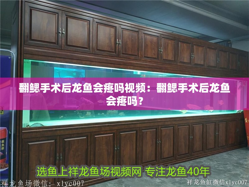 翻鰓手術后龍魚會疼嗎視頻：翻鰓手術后龍魚會疼嗎？