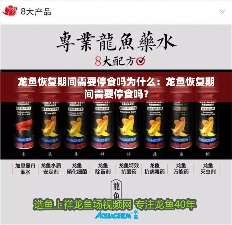 龍魚恢復期間需要停食嗎為什么：龍魚恢復期間需要停食嗎？