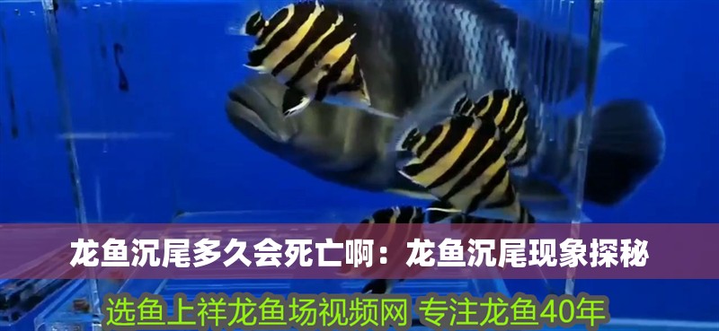 龍魚沉尾多久會死亡啊：龍魚沉尾現象探秘