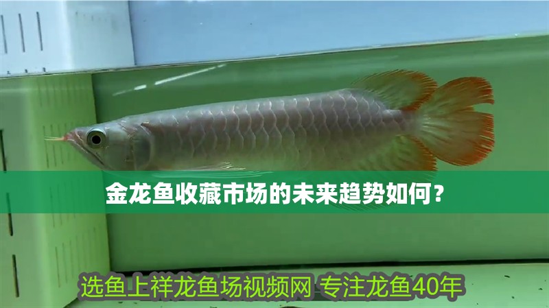 金龍魚收藏市場的未來趨勢如何？