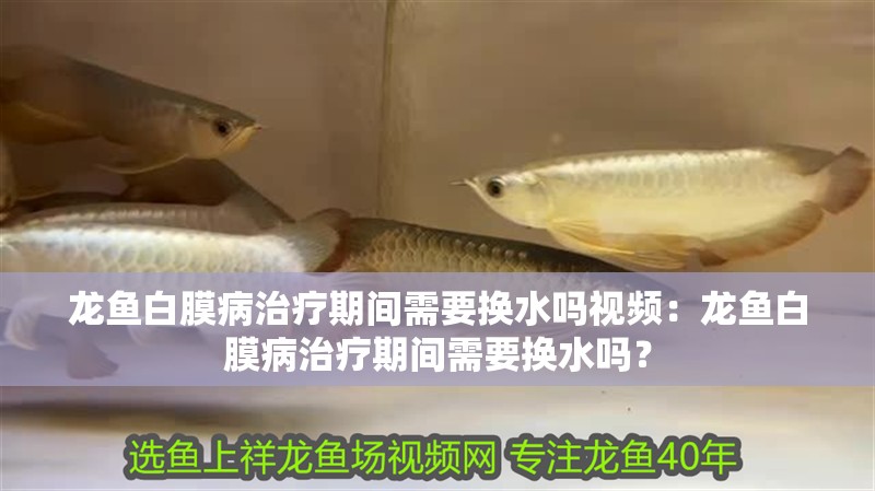 龍魚白膜病治療期間需要換水嗎視頻：龍魚白膜病治療期間需要換水嗎？