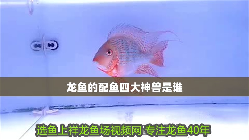 龍魚的配魚四大神獸是誰