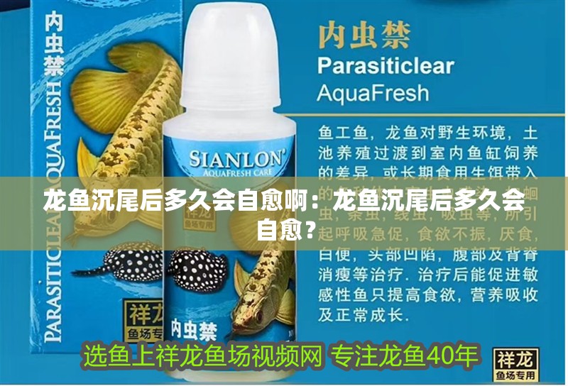 龍魚沉尾后多久會自愈啊：龍魚沉尾后多久會自愈？