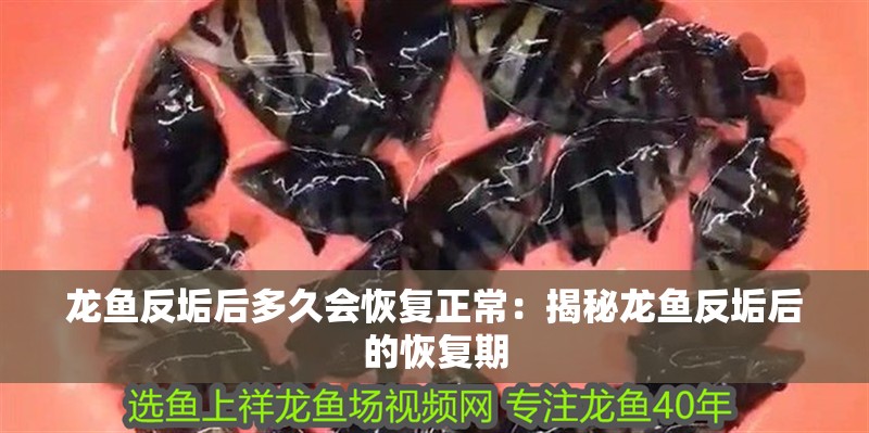 龍魚反垢后多久會恢復正常：揭秘龍魚反垢后的恢復期