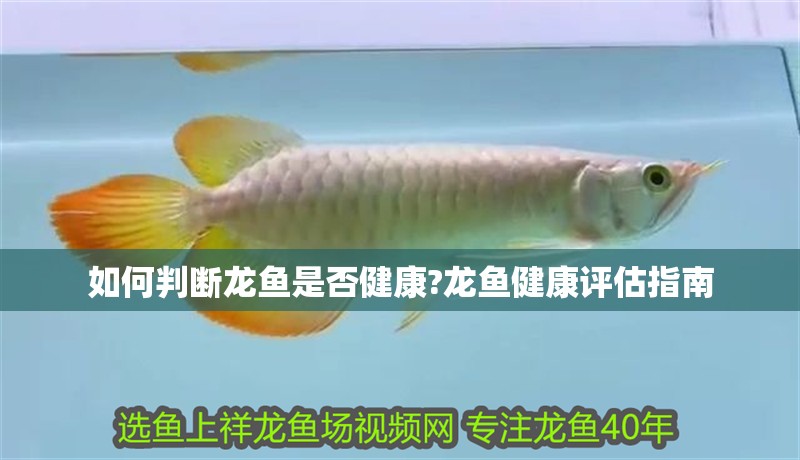 如何判斷龍魚是否健康?龍魚健康評估指南