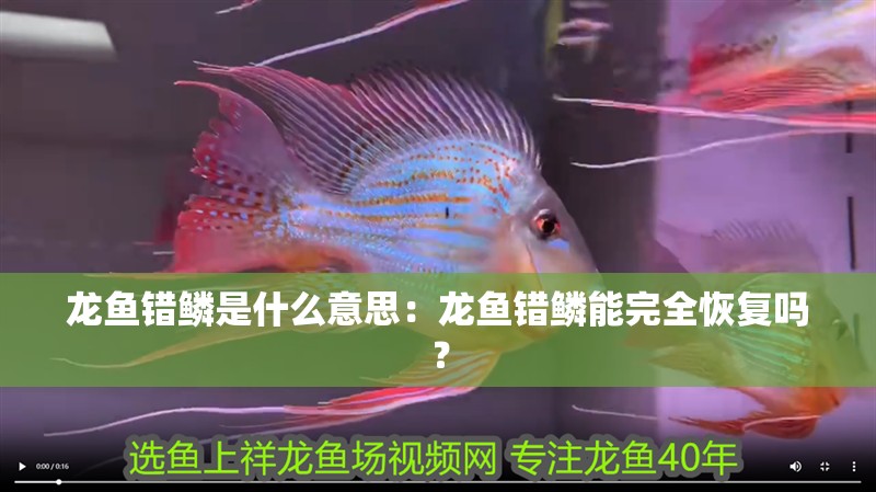龍魚錯鱗是什么意思：龍魚錯鱗能完全恢復嗎？