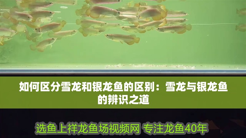 如何區(qū)分雪龍和銀龍魚(yú)的區(qū)別：雪龍與銀龍魚(yú)的辨識(shí)之道
