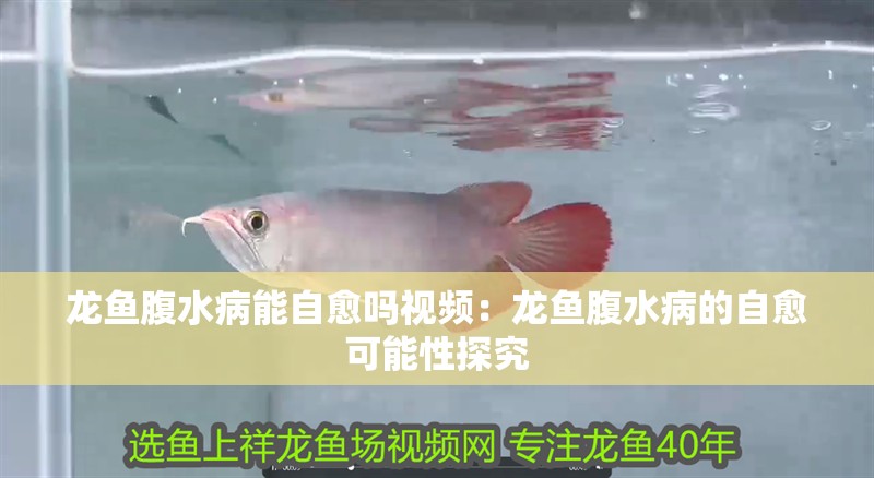 龍魚腹水病能自愈嗎視頻：龍魚腹水病的自愈可能性探究