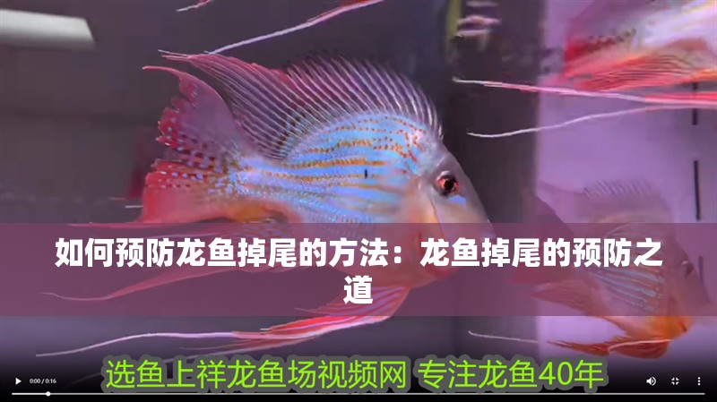 如何預防龍魚掉尾的方法：龍魚掉尾的預防之道