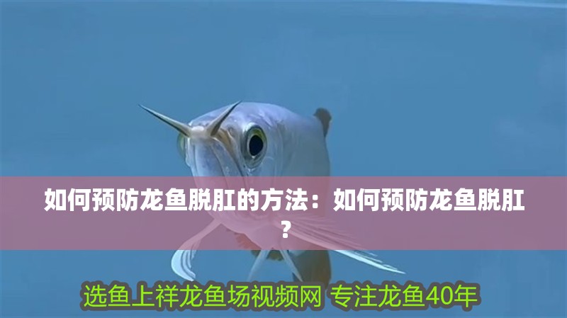 如何預防龍魚脫肛的方法：如何預防龍魚脫肛？