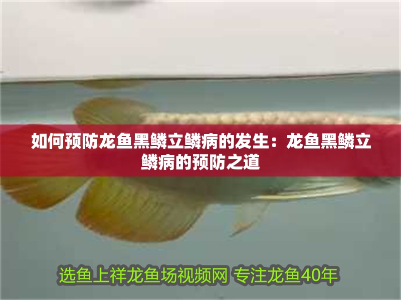 如何預防龍魚黑鱗立鱗病的發生：龍魚黑鱗立鱗病的預防之道