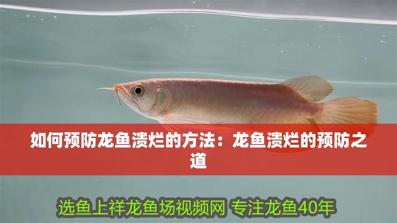 如何預(yù)防龍魚潰爛的方法：龍魚潰爛的預(yù)防之道