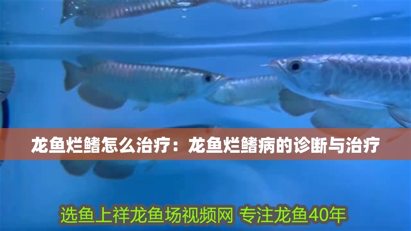 龍魚爛鰭怎么治療：龍魚爛鰭病的診斷與治療