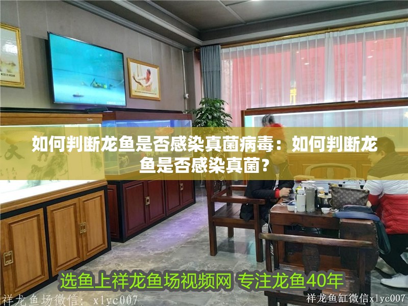 如何判斷龍魚是否感染真菌病毒：如何判斷龍魚是否感染真菌？
