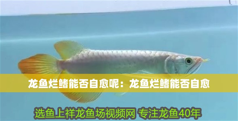 龍魚爛鰭能否自愈呢：龍魚爛鰭能否自愈
