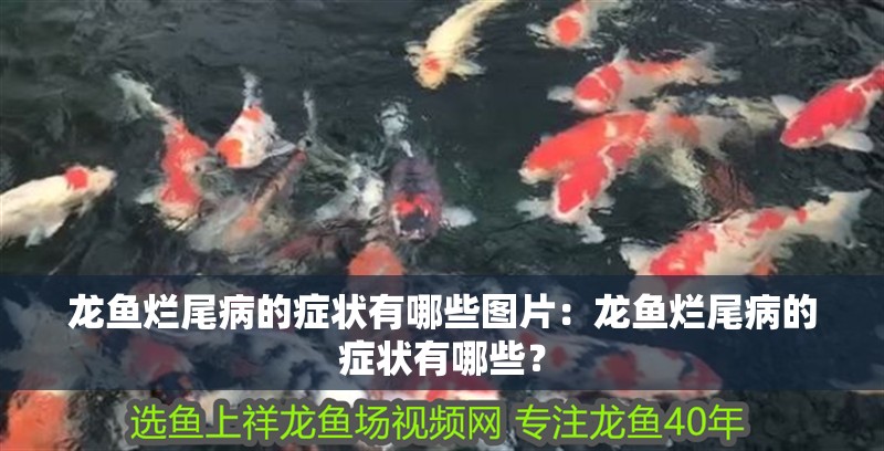 龍魚爛尾病的癥狀有哪些圖片：龍魚爛尾病的癥狀有哪些？