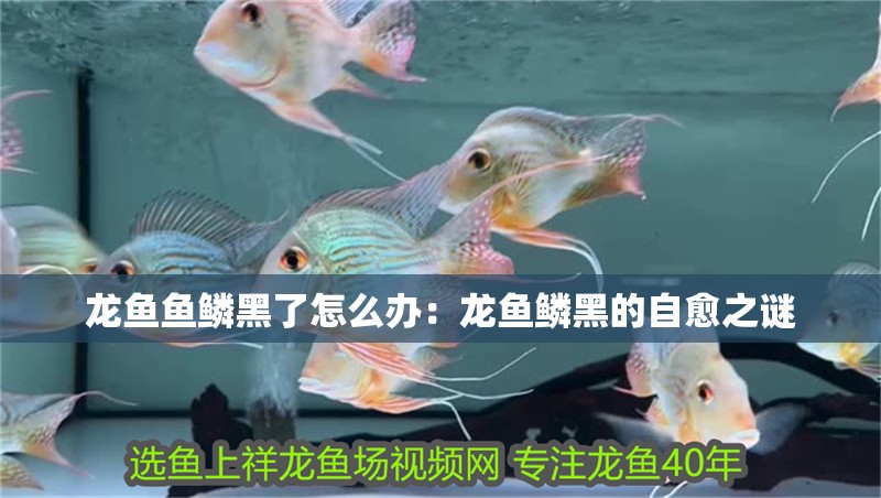 龍魚魚鱗黑了怎么辦：龍魚鱗黑的自愈之謎