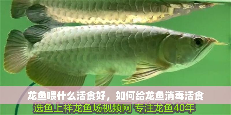 龍魚喂什么活食好，如何給龍魚消毒活食