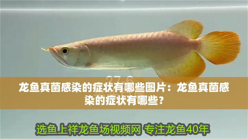 龍魚真菌感染的癥狀有哪些圖片：龍魚真菌感染的癥狀有哪些？