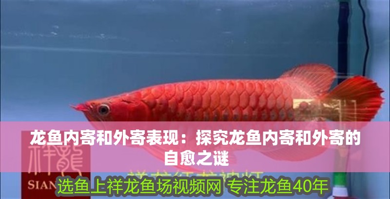 龍魚內寄和外寄表現：探究龍魚內寄和外寄的自愈之謎