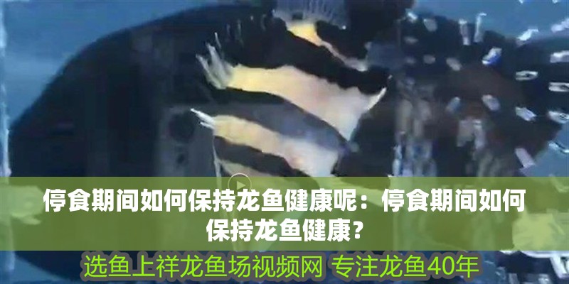 停食期間如何保持龍魚健康呢：停食期間如何保持龍魚健康？