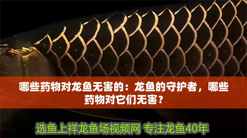 哪些藥物對(duì)龍魚無害的：龍魚的守護(hù)者，哪些藥物對(duì)它們無害？