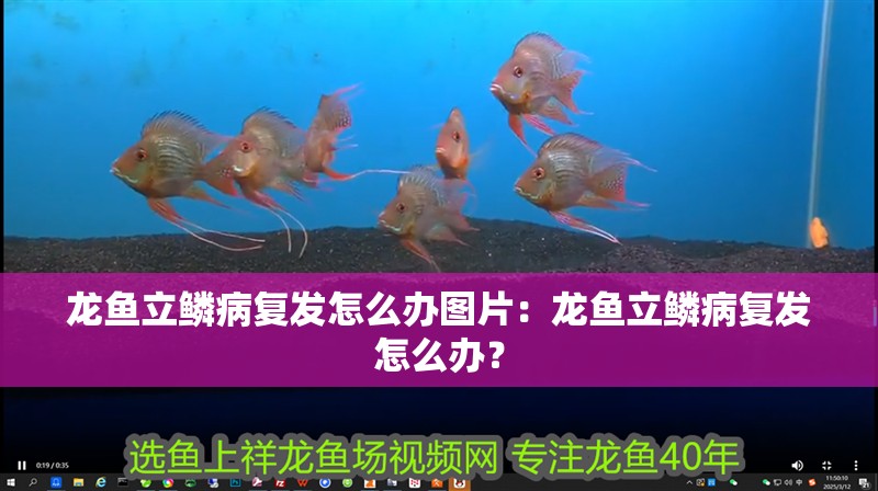 龍魚立鱗病復(fù)發(fā)怎么辦圖片：龍魚立鱗病復(fù)發(fā)怎么辦？