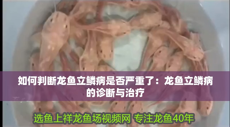 如何判斷龍魚立鱗病是否嚴(yán)重了：龍魚立鱗病的診斷與治療