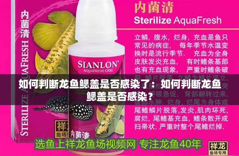 如何判斷龍魚(yú)鰓蓋是否感染了：如何判斷龍魚(yú)鰓蓋是否感染？