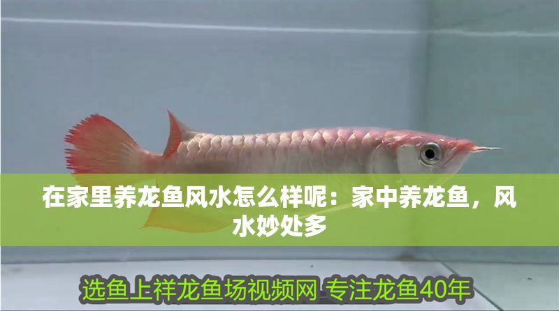 在家里養龍魚風水怎么樣呢：家中養龍魚，風水妙處多